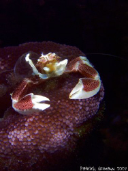 porcelan crab @Richi/thailand in february 07 taken with F... by Patrick Neumann 